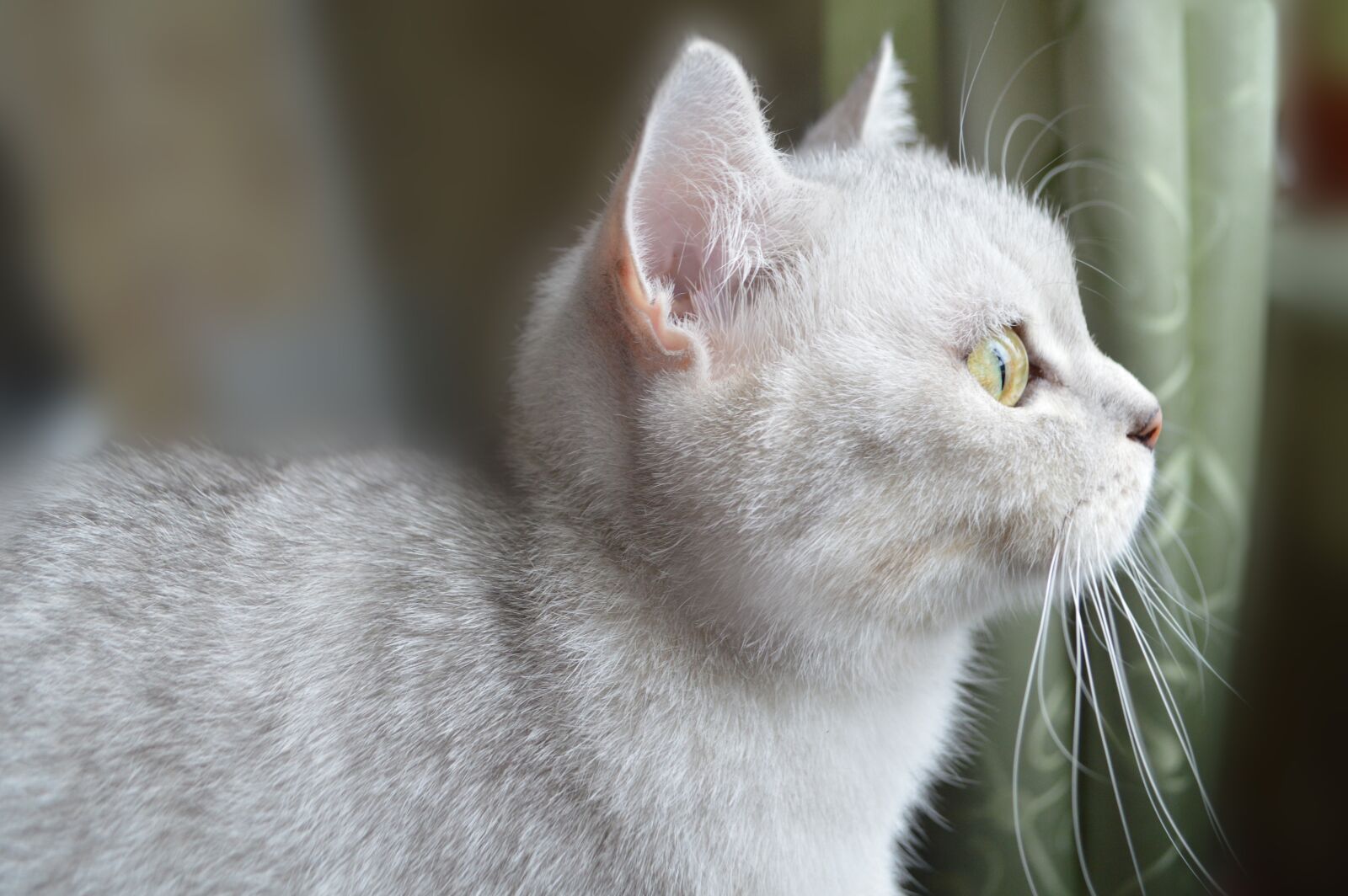 Nikon D3200 sample photo. Cat, view, animal photography