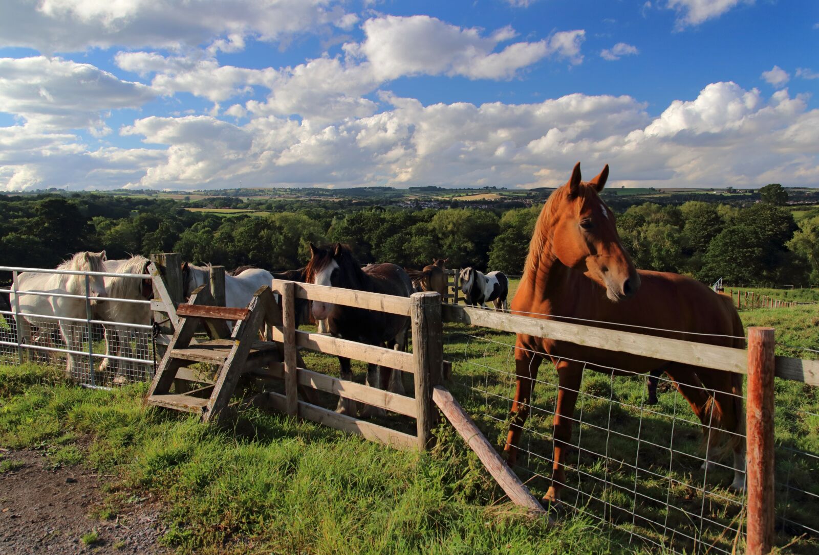 Canon EOS 80D sample photo. Horses, paddock, field photography