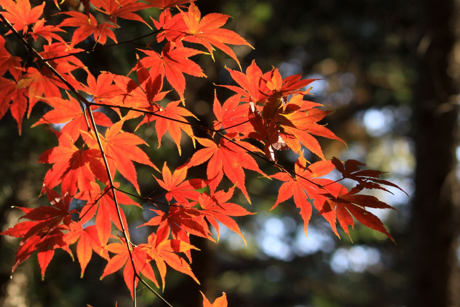 Canon EOS 50D sample photo. Autumn, autumn leaves, dean photography