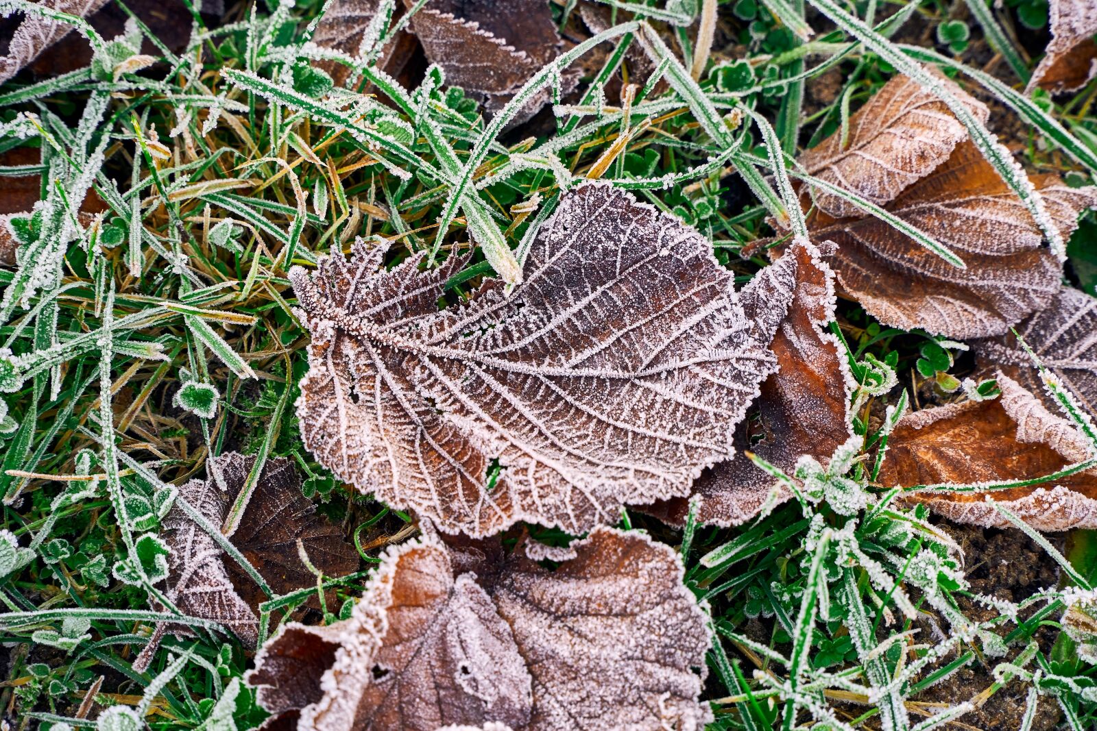 Sony E PZ 18-105mm F4 G OSS sample photo. Leaves, frozen, cold photography