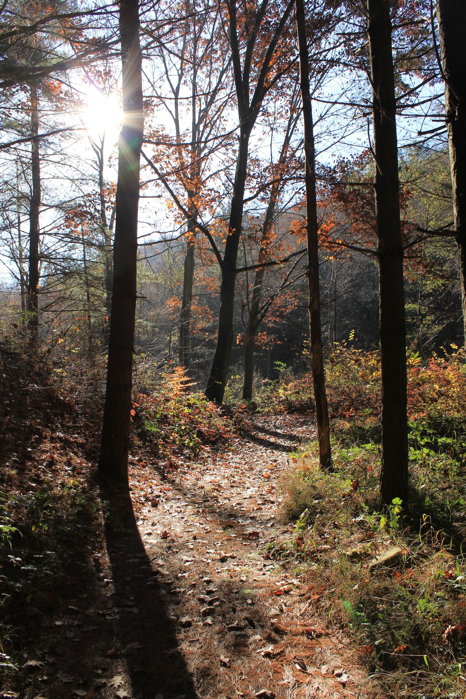 Canon EOS 1100D (EOS Rebel T3 / EOS Kiss X50) sample photo. Forest, trail, trees photography