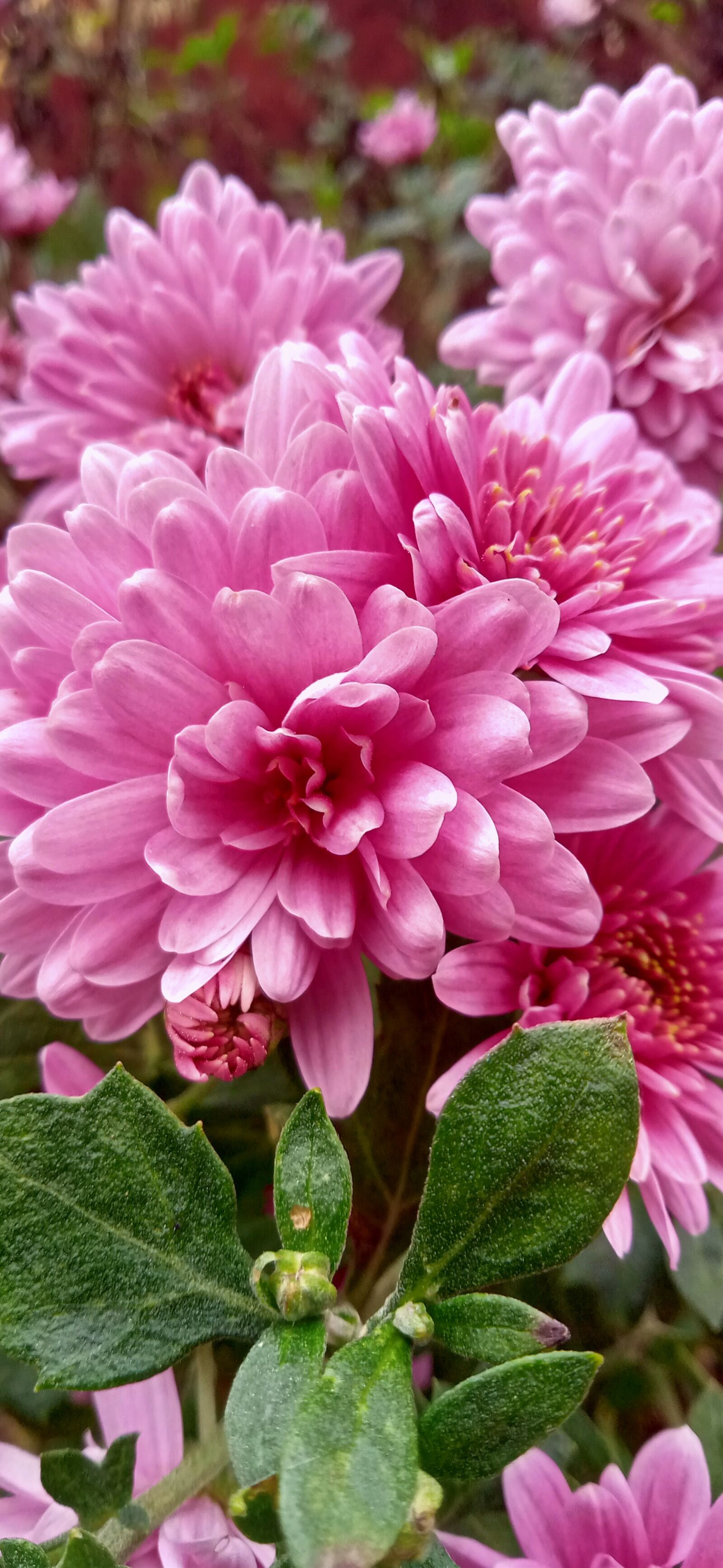 Realme C2 sample photo. Nature, flowers, pink flowers photography
