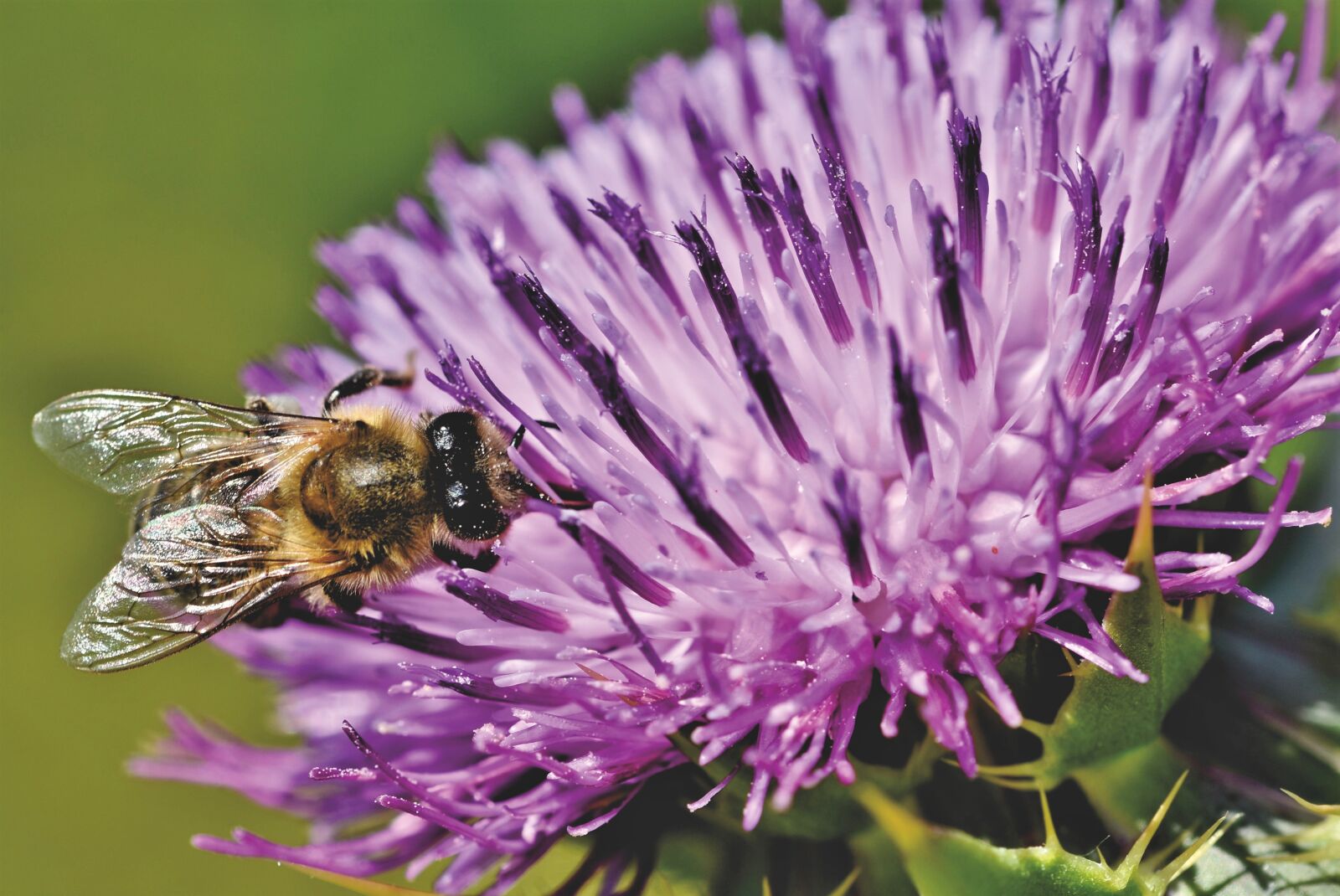 Nikon D7200 sample photo. Bee, honey bee, insect photography
