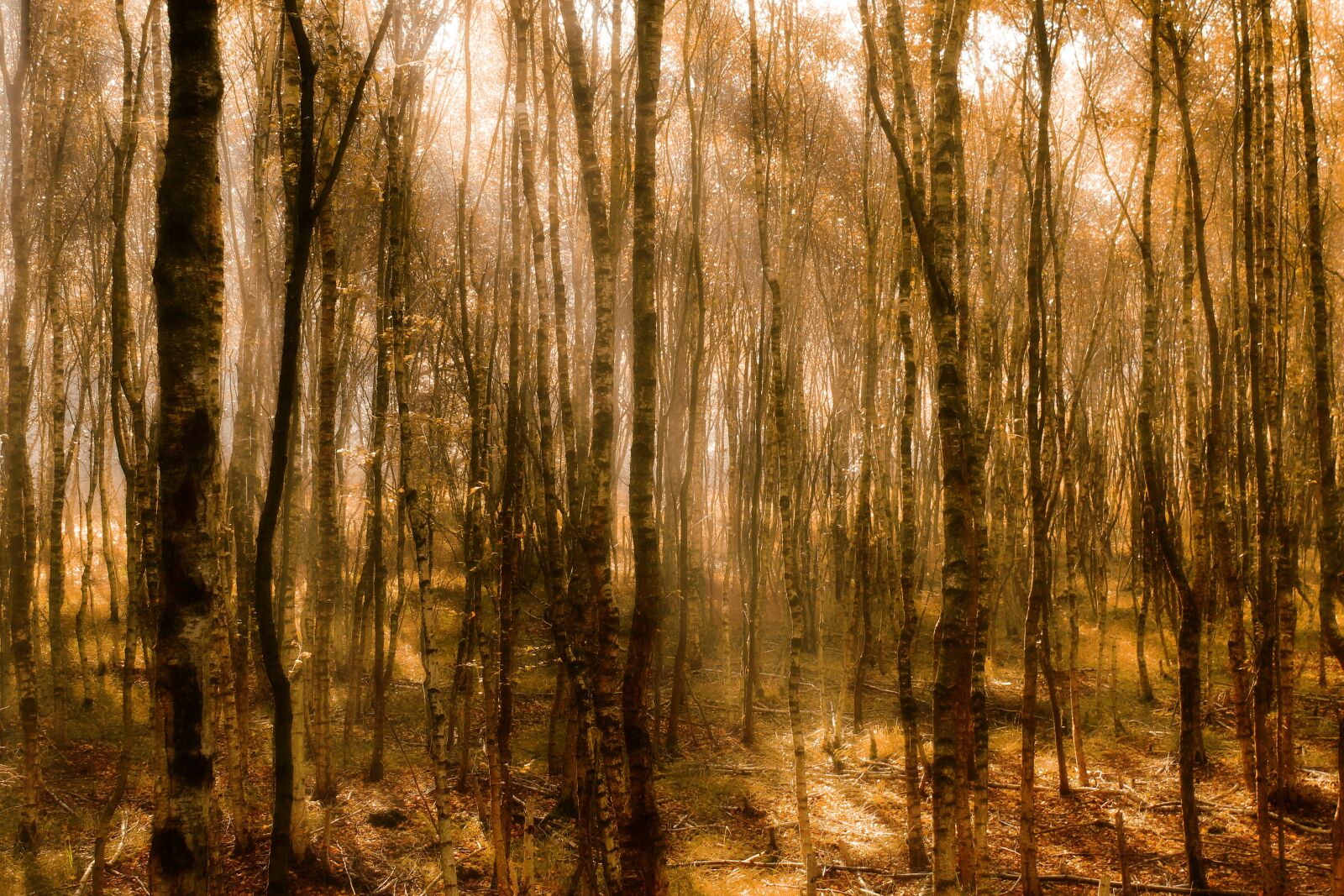 Canon EOS 1300D (EOS Rebel T6 / EOS Kiss X80) sample photo. Autumn, birch, birch forest photography
