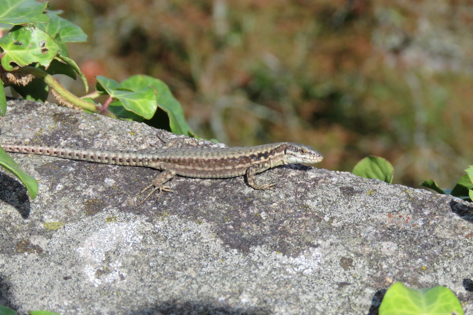Canon PowerShot SX60 HS sample photo. Green lizard, brittany, reptile photography