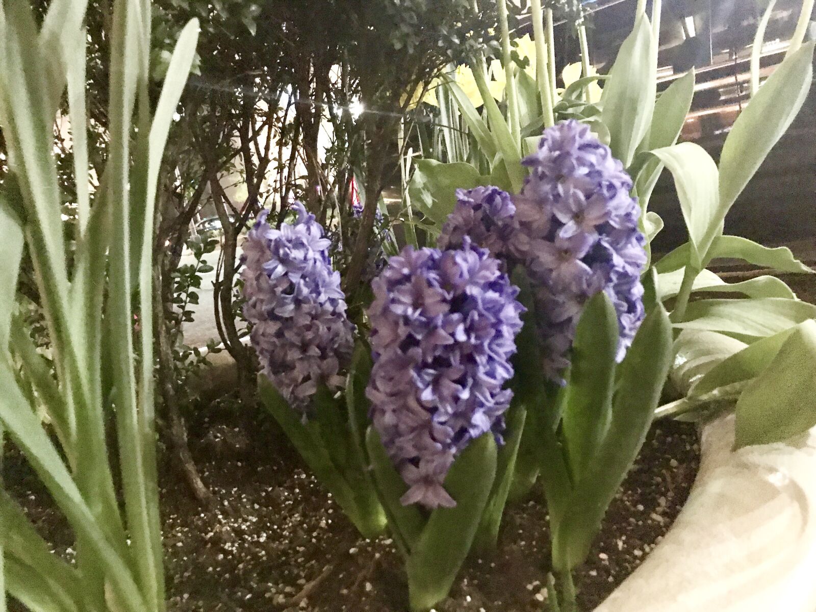 Apple iPhone 7 sample photo. Hyacinth, hyacinths, purple, flowers photography