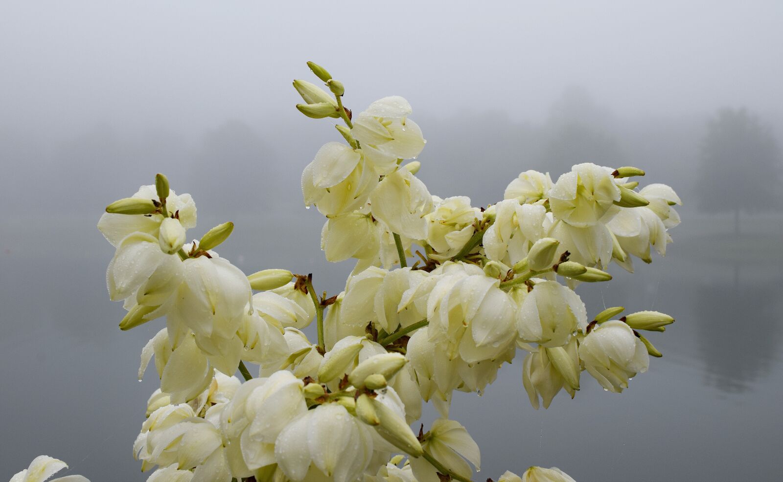 Nikon D3300 sample photo. Rain-wet yucca flowers, morning photography