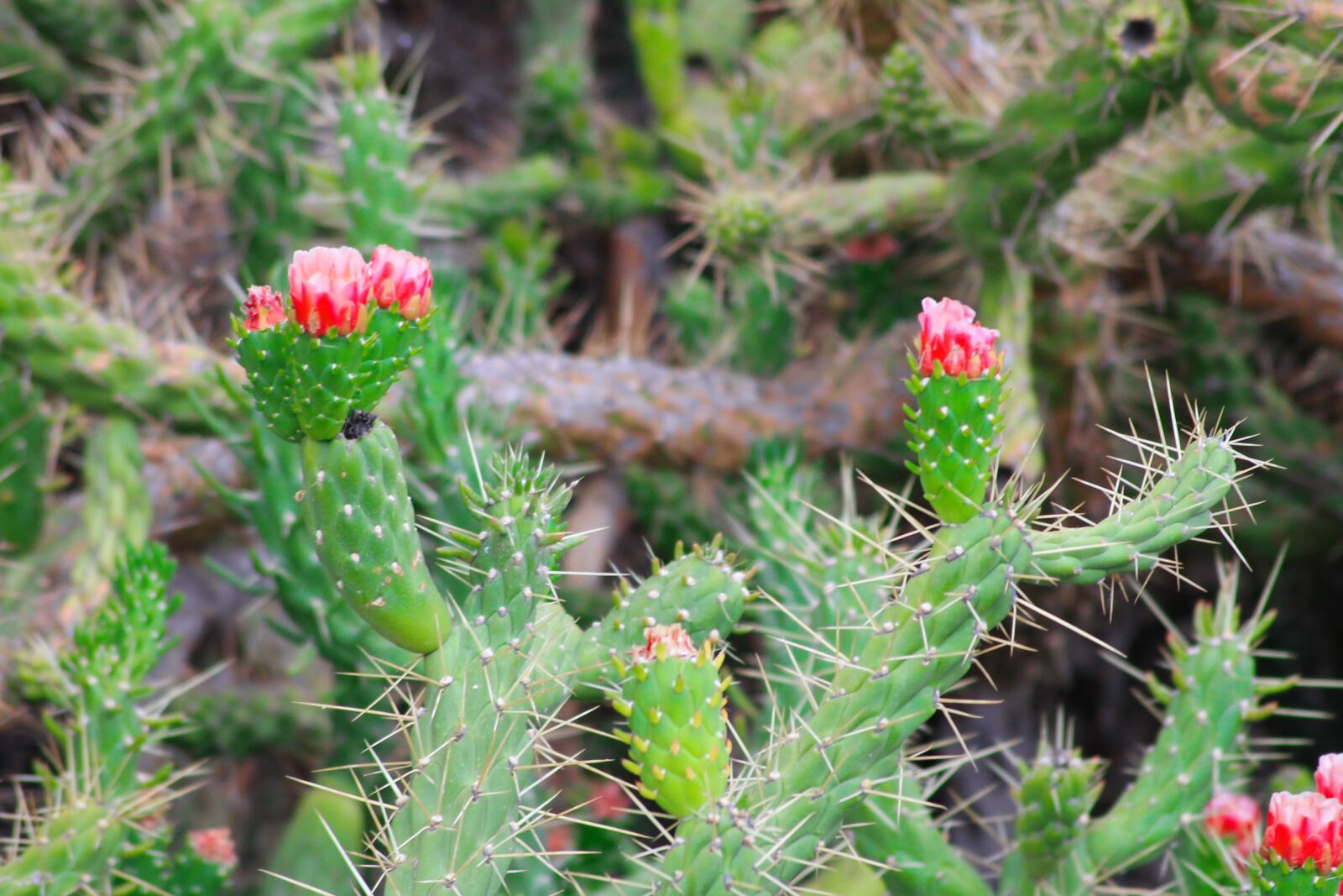 Canon EOS 1100D (EOS Rebel T3 / EOS Kiss X50) sample photo. Cactus, blooms, flower photography
