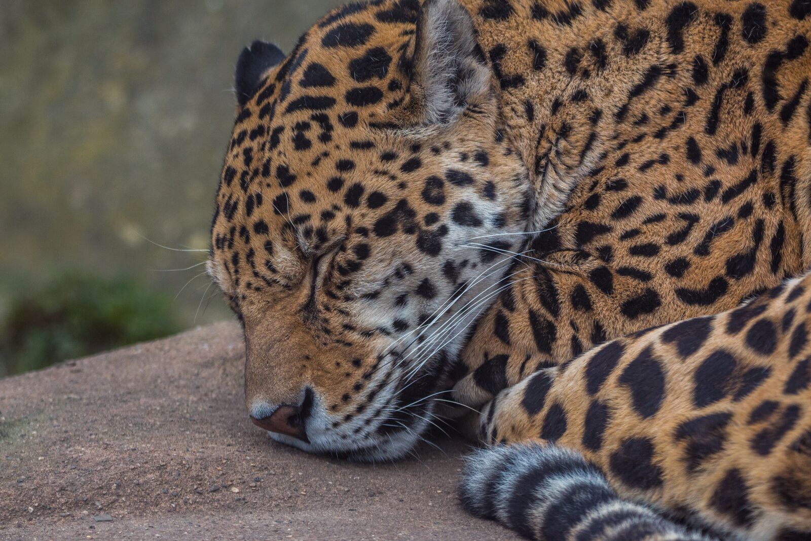 Canon EOS 70D sample photo. Jaguar, big cat, wildcat photography