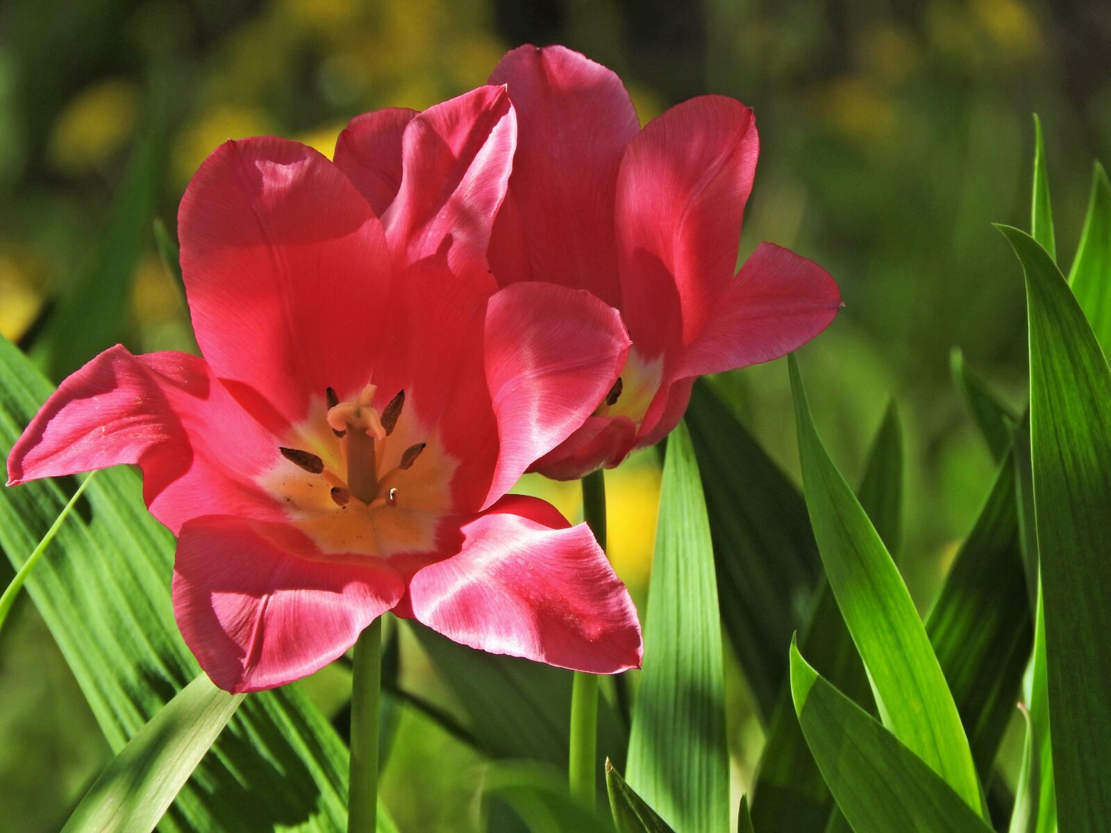 Nikon Coolpix P610 sample photo. Tulips, spring, may photography