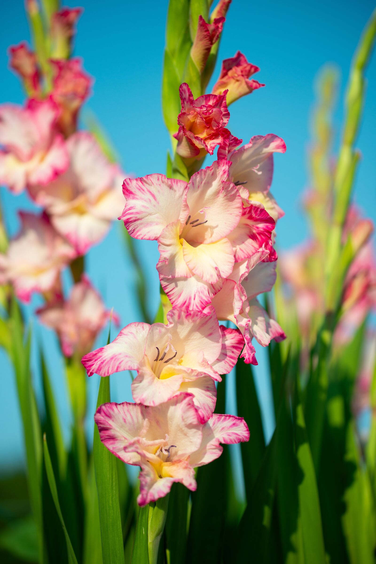 Nikon D800 sample photo. Gladiolus, flowers, gartenblümen photography