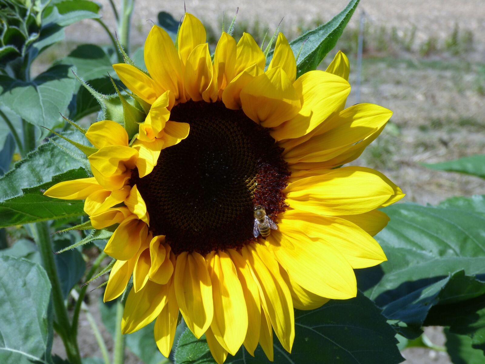 Panasonic DMC-FZ72 sample photo. Sun, flower, sunflower photography