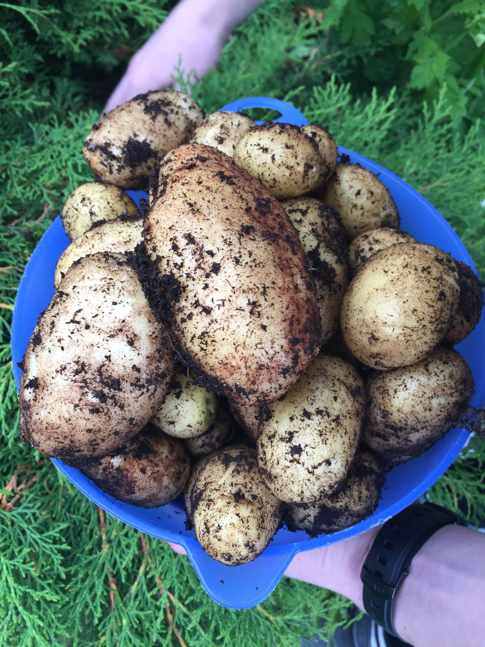 Apple iPhone 6 sample photo. Potato, vegetables, agriculture photography