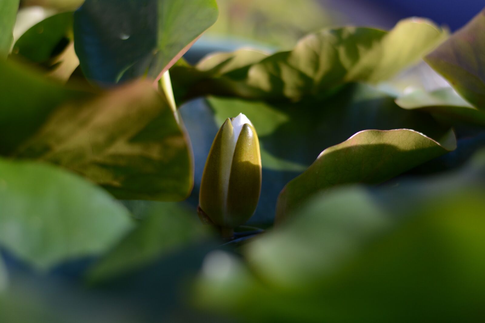 Nikon D7100 sample photo. Waterlily, green, pond photography