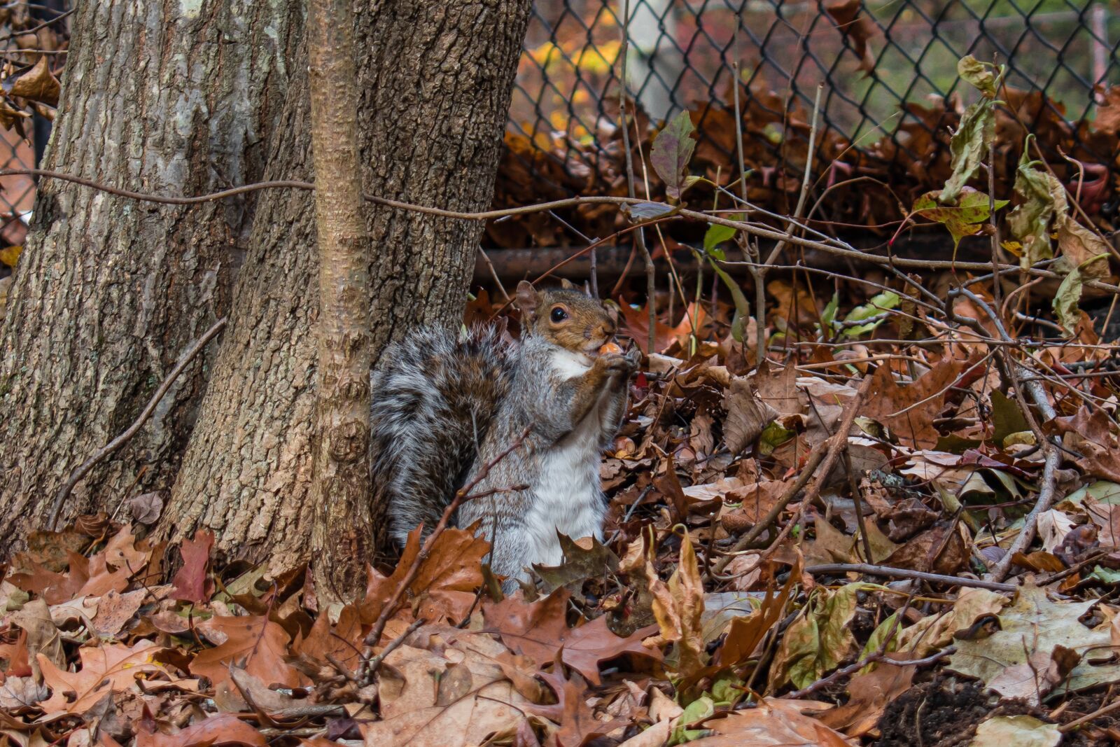 Nikon D5600 sample photo. Squirrel, eating, nut photography