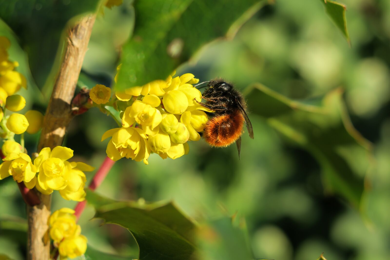 Canon PowerShot G3 X sample photo. Barberry, hornfaced mason bee photography