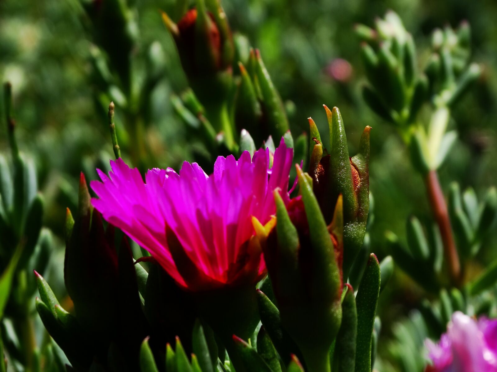 Sony Cyber-shot DSC-HX300 sample photo. Sunshine, flower, garden photography
