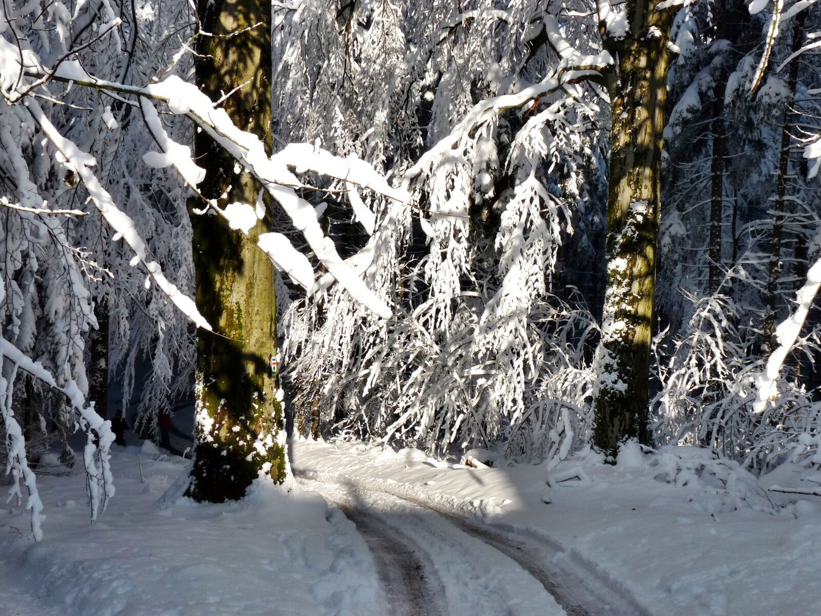 Panasonic Lumix DMC-FZ28 sample photo. Snowy trees, light, shadow photography