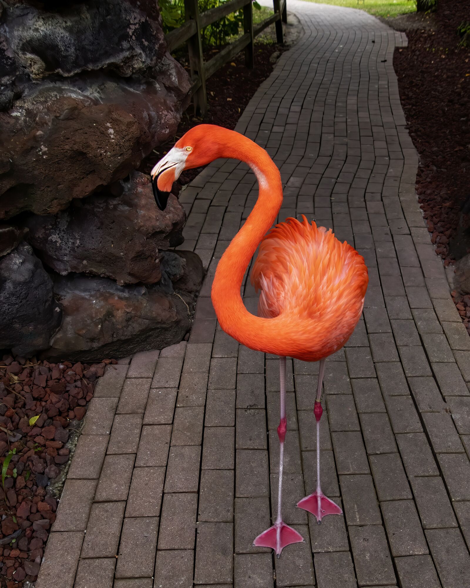 Canon EOS M5 sample photo. Flamingo, pathway, pink photography