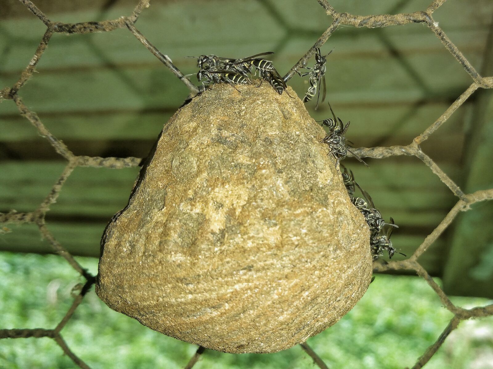 Samsung Galaxy Note4 sample photo. Bees, nest, chicken wire photography