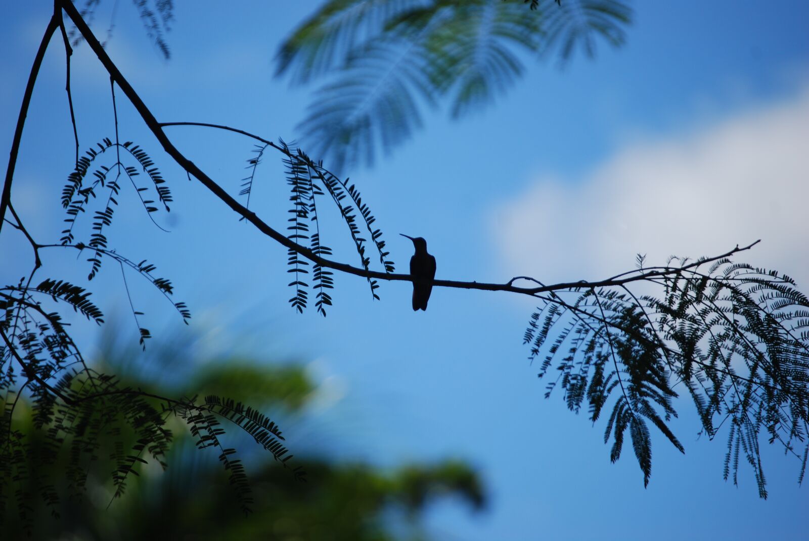 Nikon D40X sample photo. Birds, silhouette, nature photography