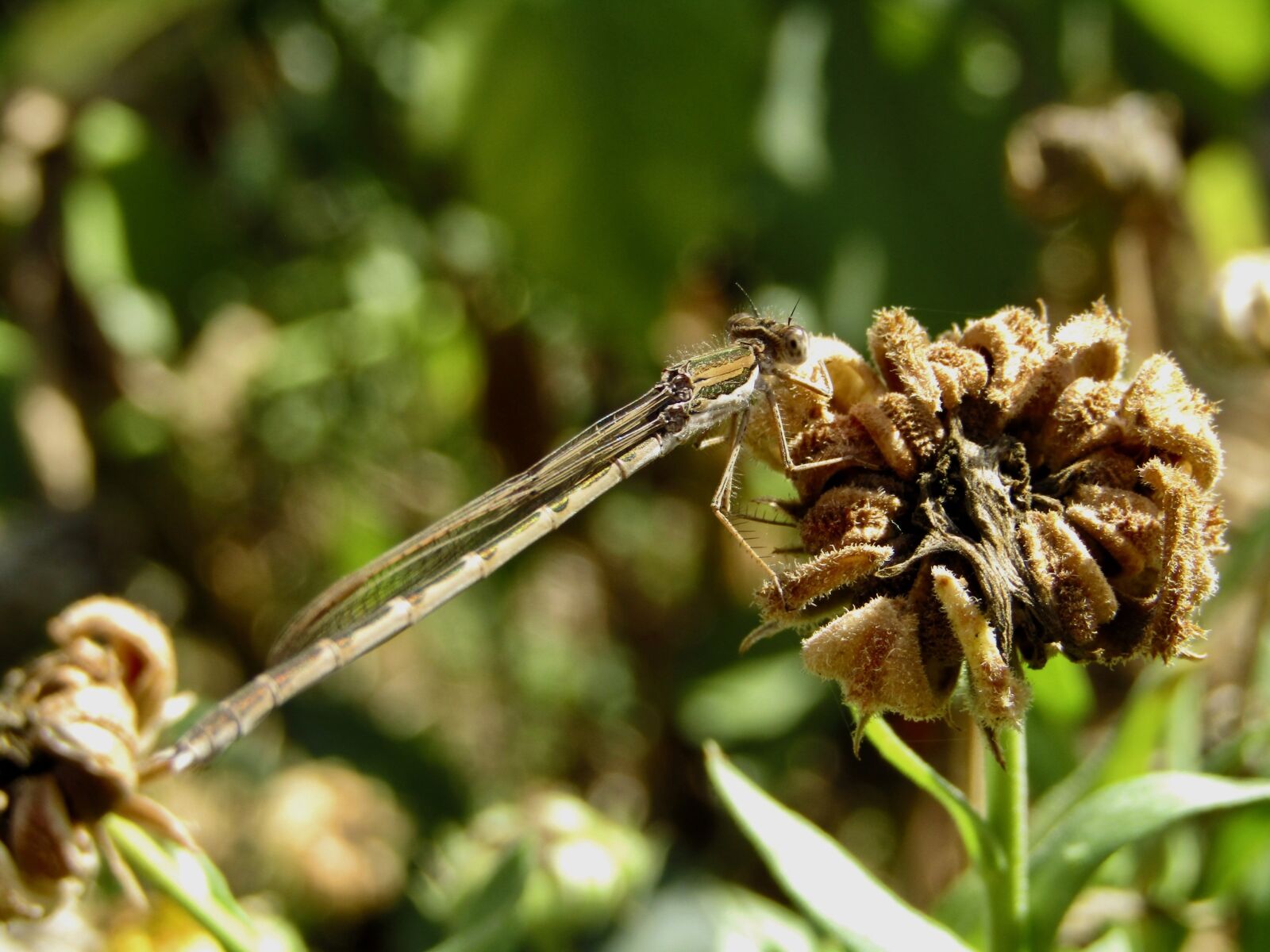 Canon PowerShot SX410 IS sample photo. Dragonfly, brown, insect photography