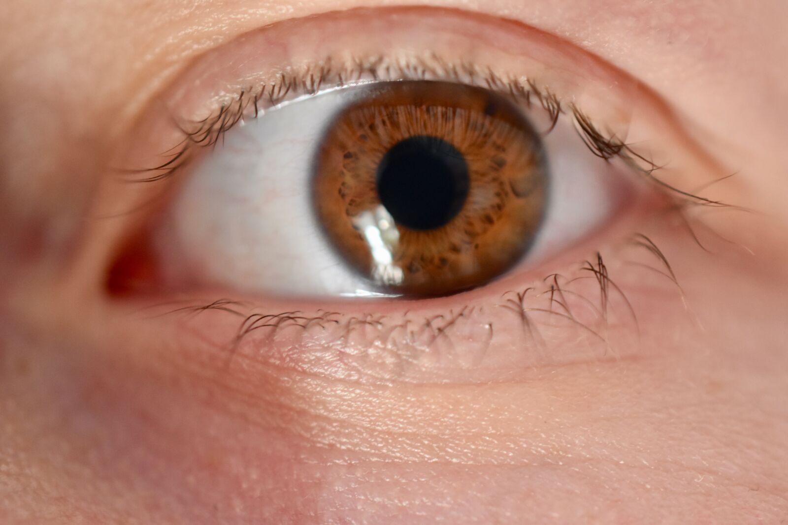 Nikon D5600 sample photo. Eye, brown, macro photography