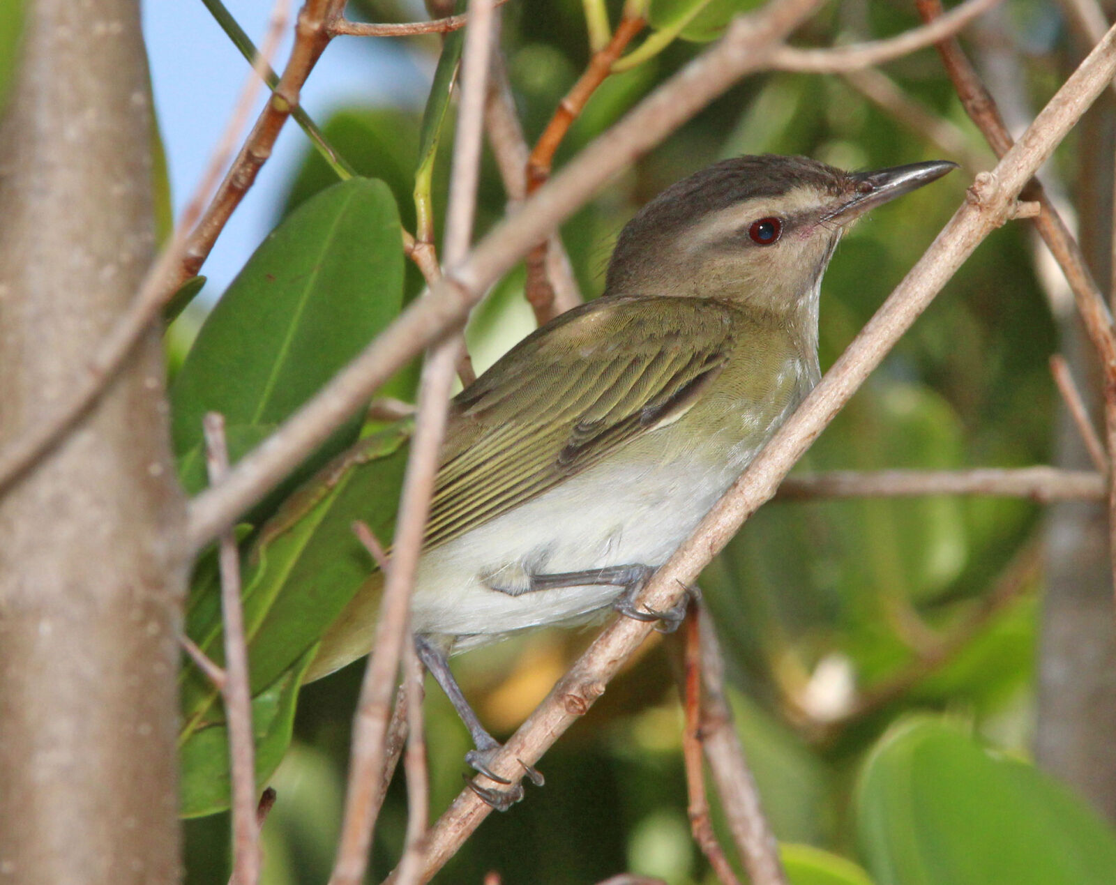Canon EF 300mm F4L IS USM sample photo