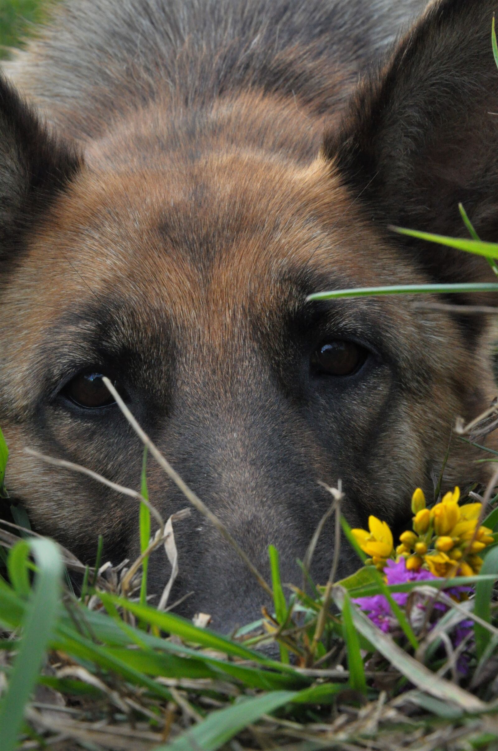 Nikon D90 sample photo. Dog, training, home photography