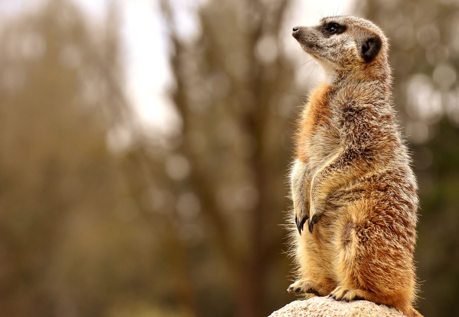 Nikon D7200 sample photo. Meerkat, animal, nature photography