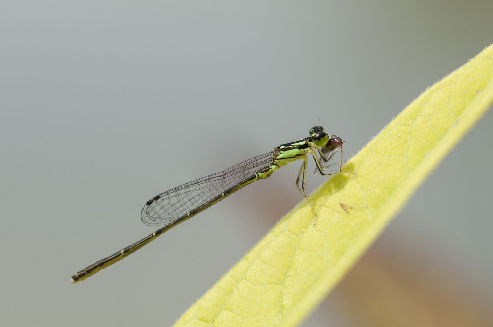 Nikon D300 sample photo. Fragile forktail, damselfly, insect photography