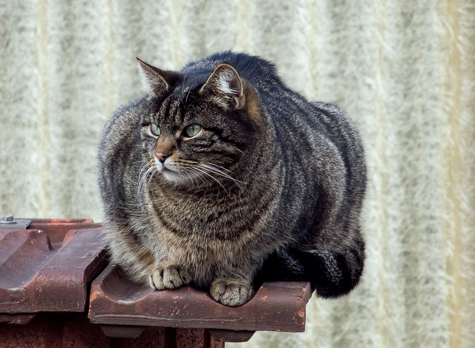 Canon EF-S 55-250mm F4-5.6 IS STM sample photo. Cat, mammal, animal photography