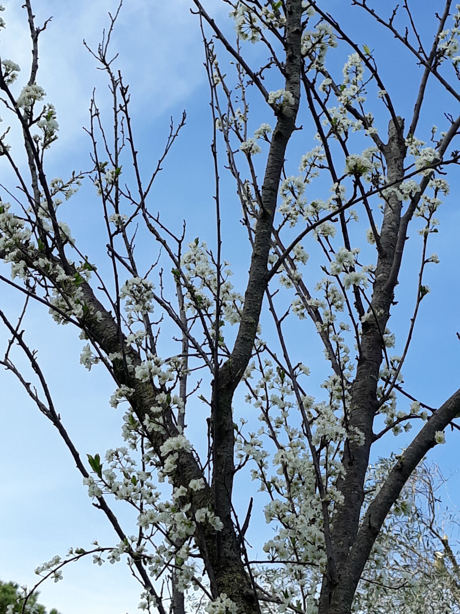 Samsung Galaxy J5 Pro sample photo. Flowers, spring, plum photography