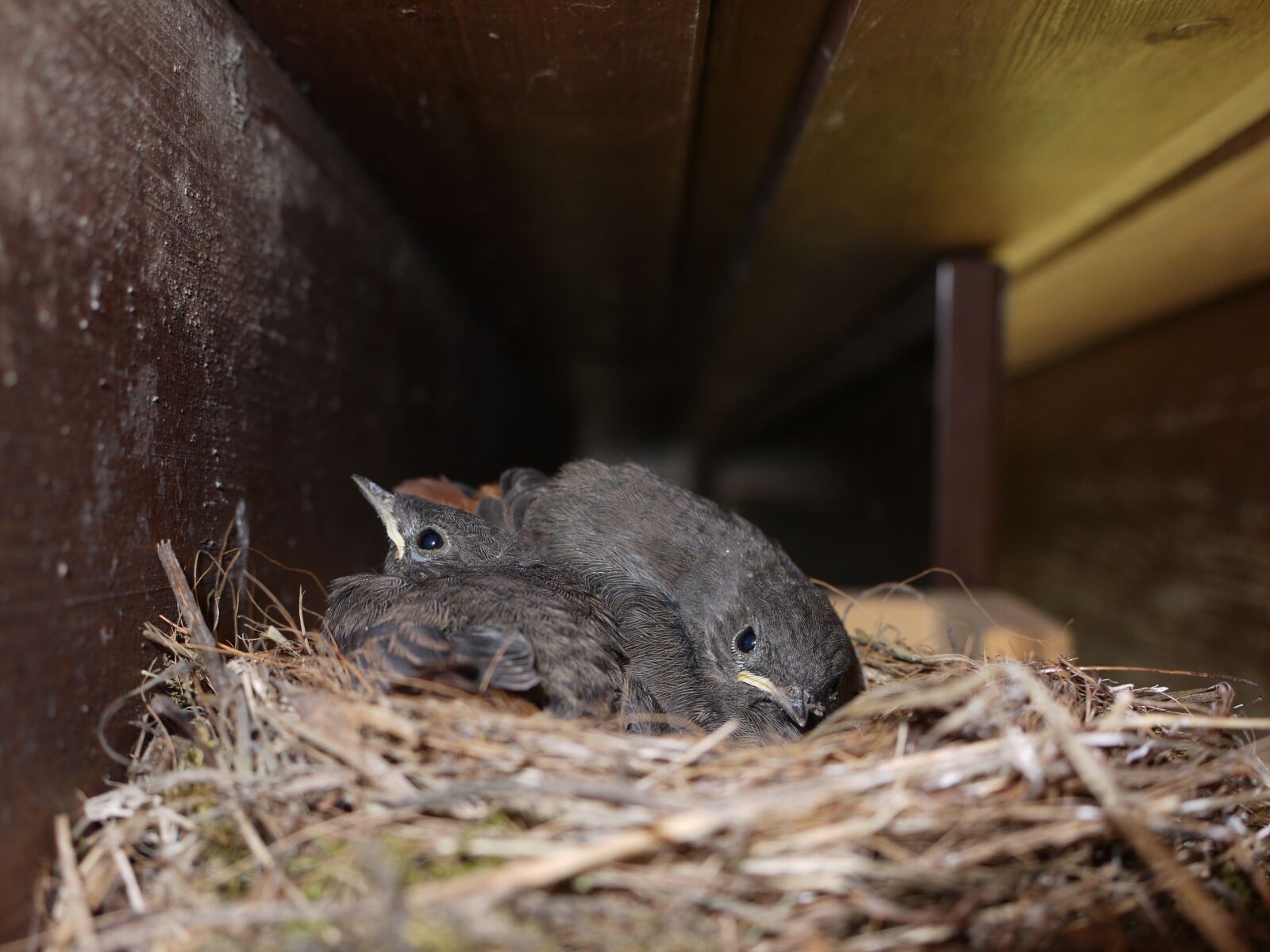 Panasonic Lumix DMC-GF1 sample photo. Birds, boy, nest photography