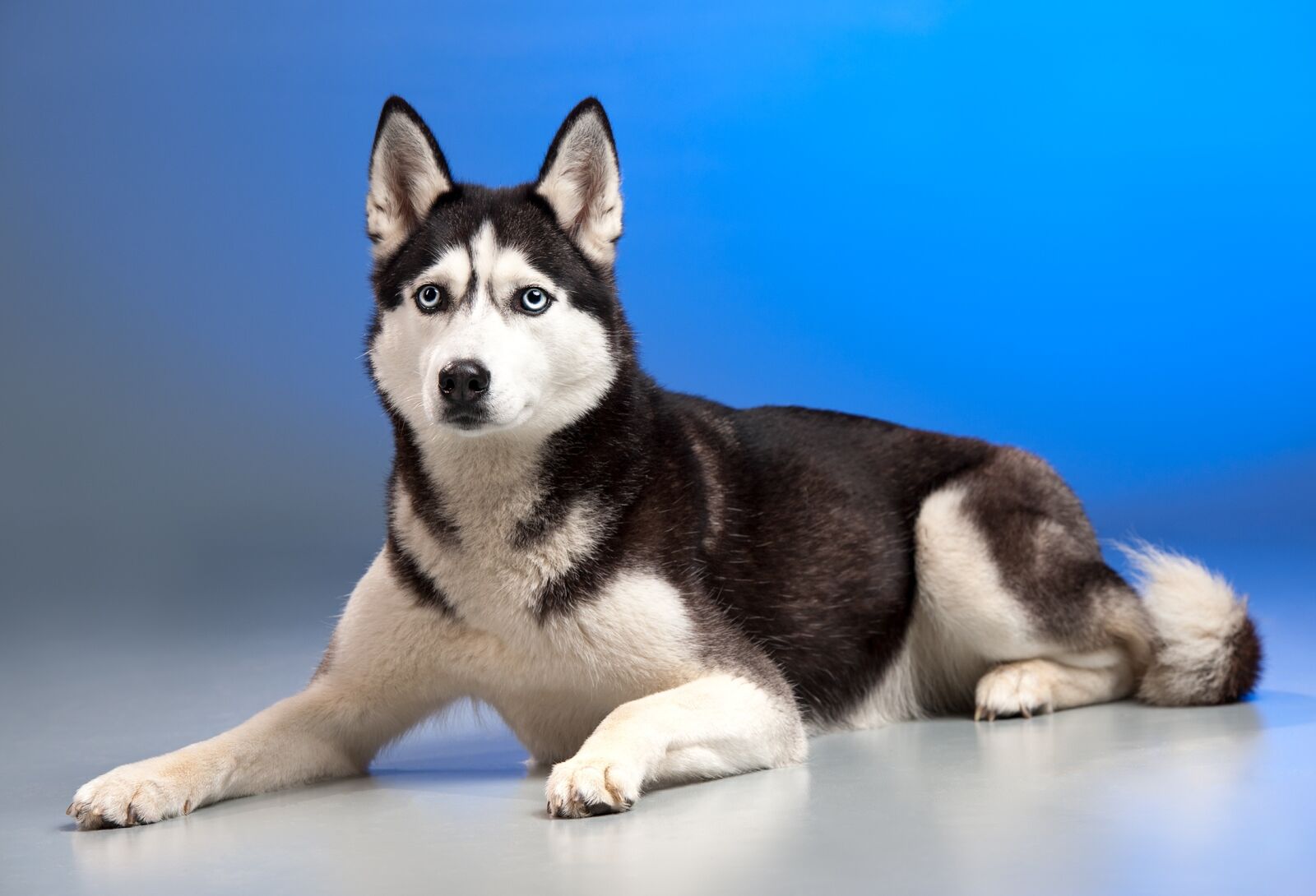Nikon D3 sample photo. Dog, husky, sled dog photography