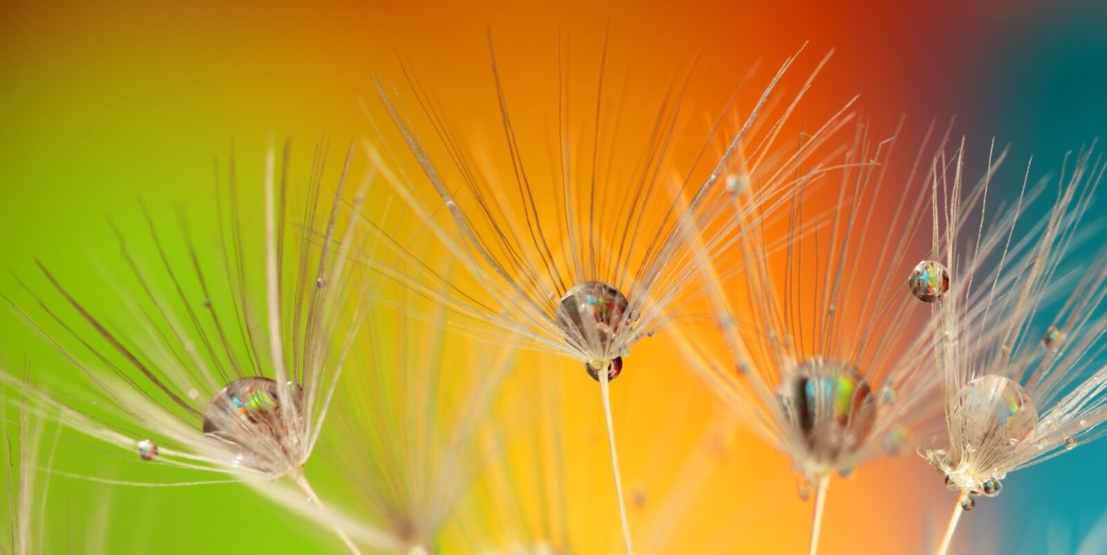 Canon EOS 550D (EOS Rebel T2i / EOS Kiss X4) sample photo. Art, blowball, blowballs, blue photography