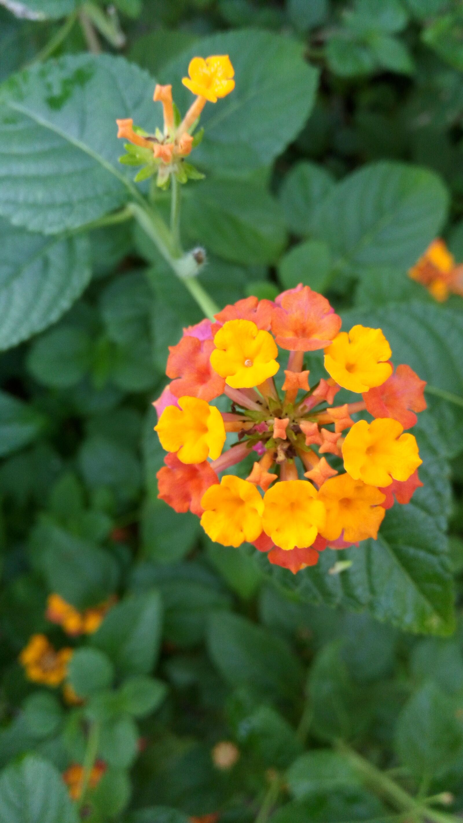 Lenovo VIBE X3 LITE sample photo. Flower, leaves, plant photography