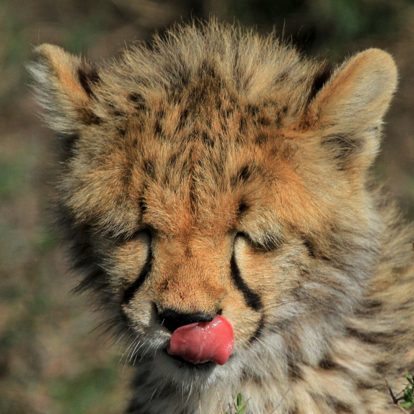Canon EOS 7D sample photo. Cat, wildlife, mammal photography