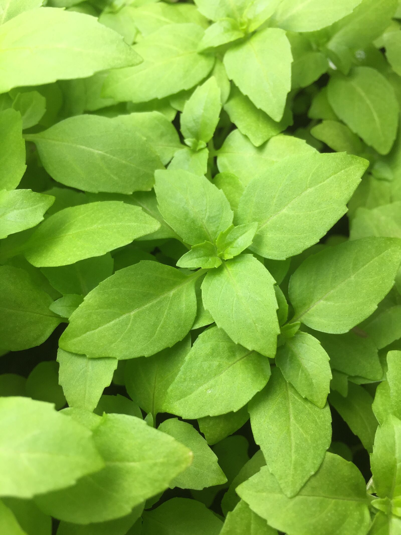 Apple iPhone 6 sample photo. Gardening, plants, garden photography