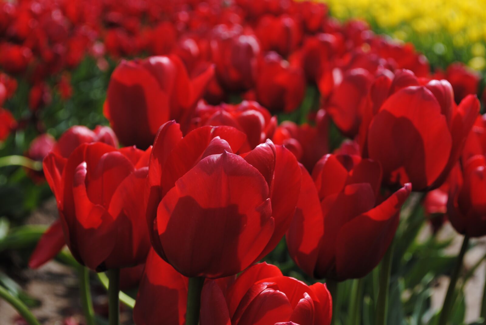 Nikon D3000 sample photo. Tulip, flower, flora photography