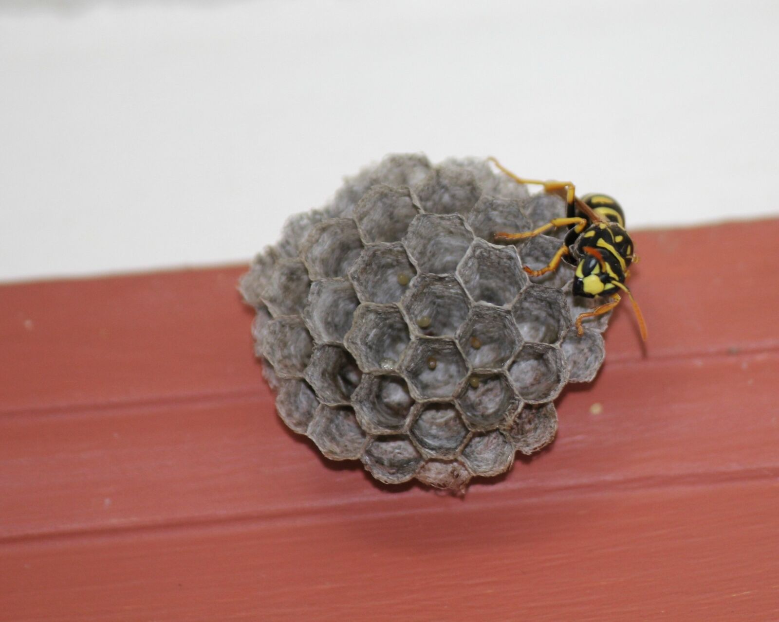 Canon EOS 550D (EOS Rebel T2i / EOS Kiss X4) sample photo. Wasp, yellow jacket, hive photography