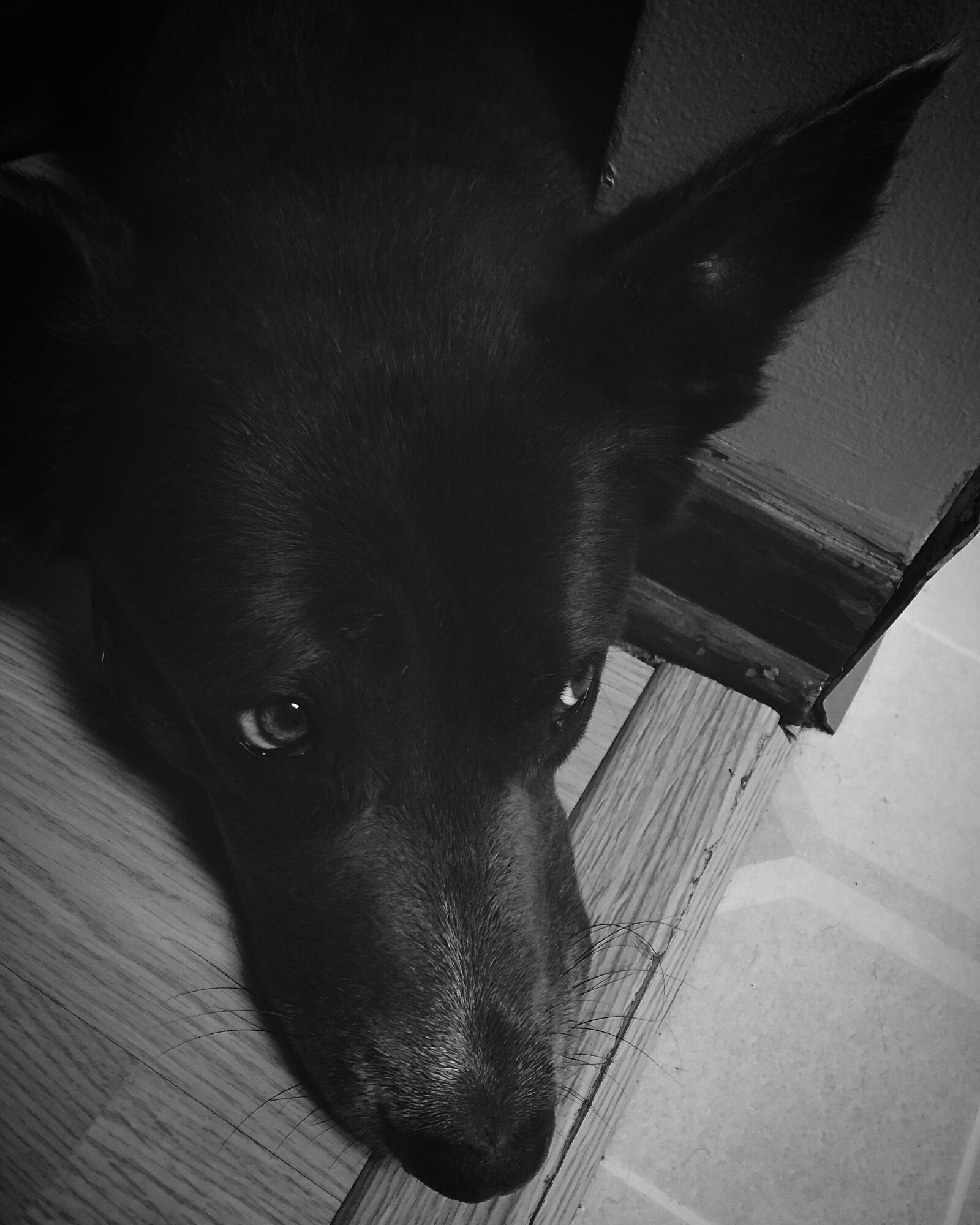Apple iPhone 6 sample photo. Animal, black, and, white photography