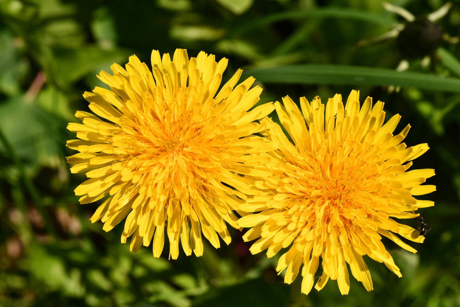 Nikon D7500 sample photo. Flowers, dandelion, ant photography