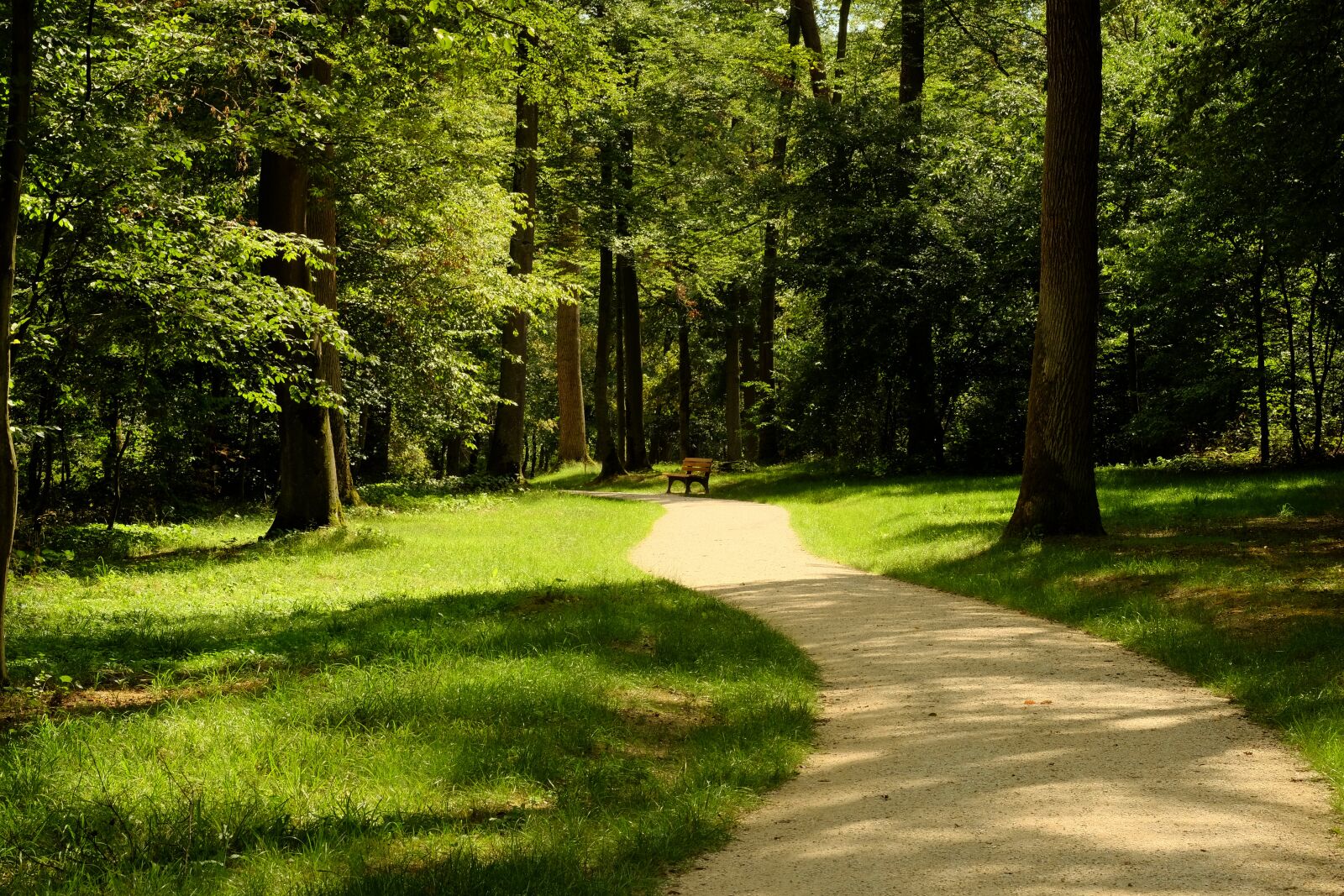 Fujifilm X-T20 sample photo. Forest, away, nature photography