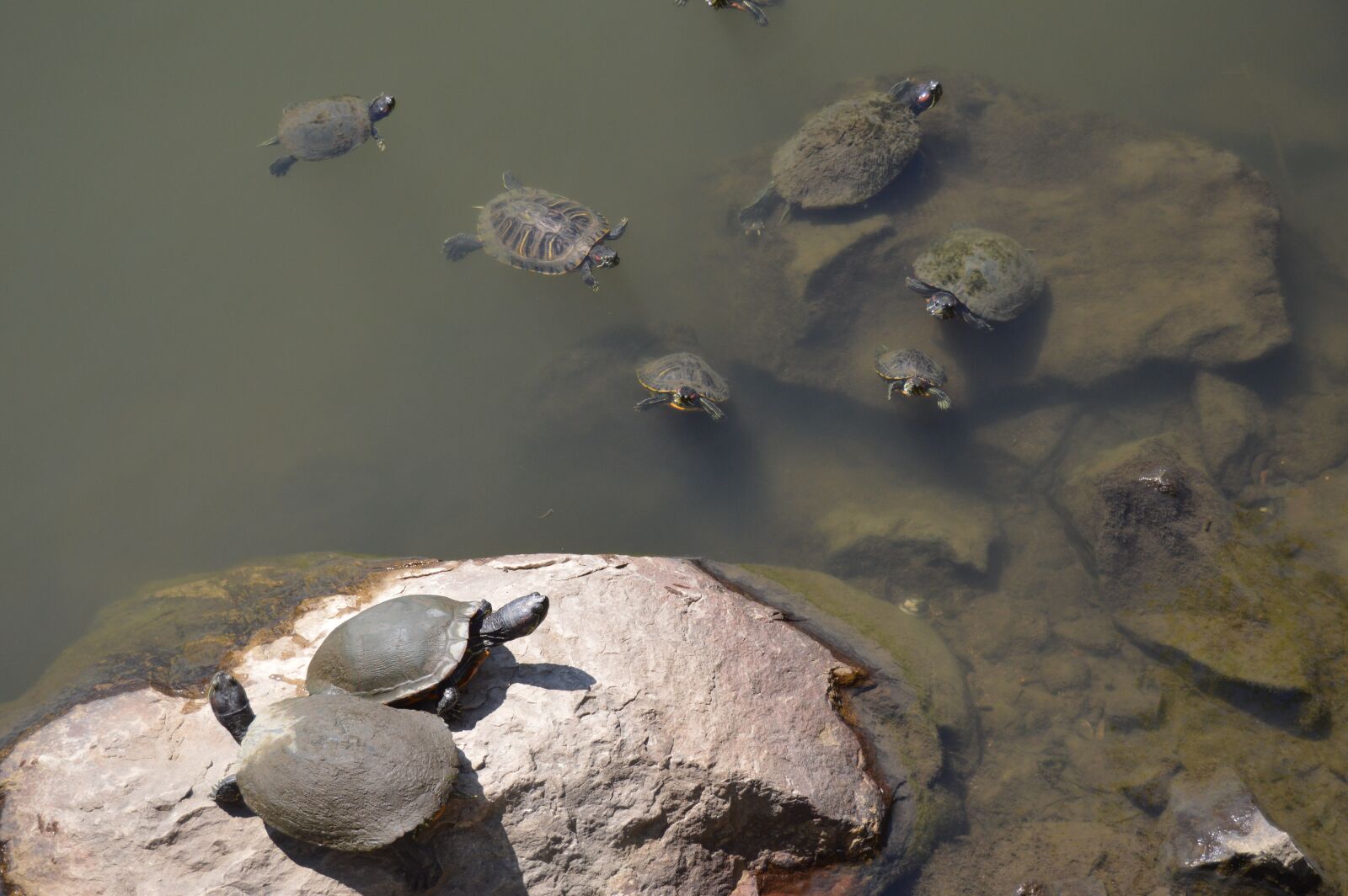 Nikon D3200 sample photo. Turtle, turtles, water photography