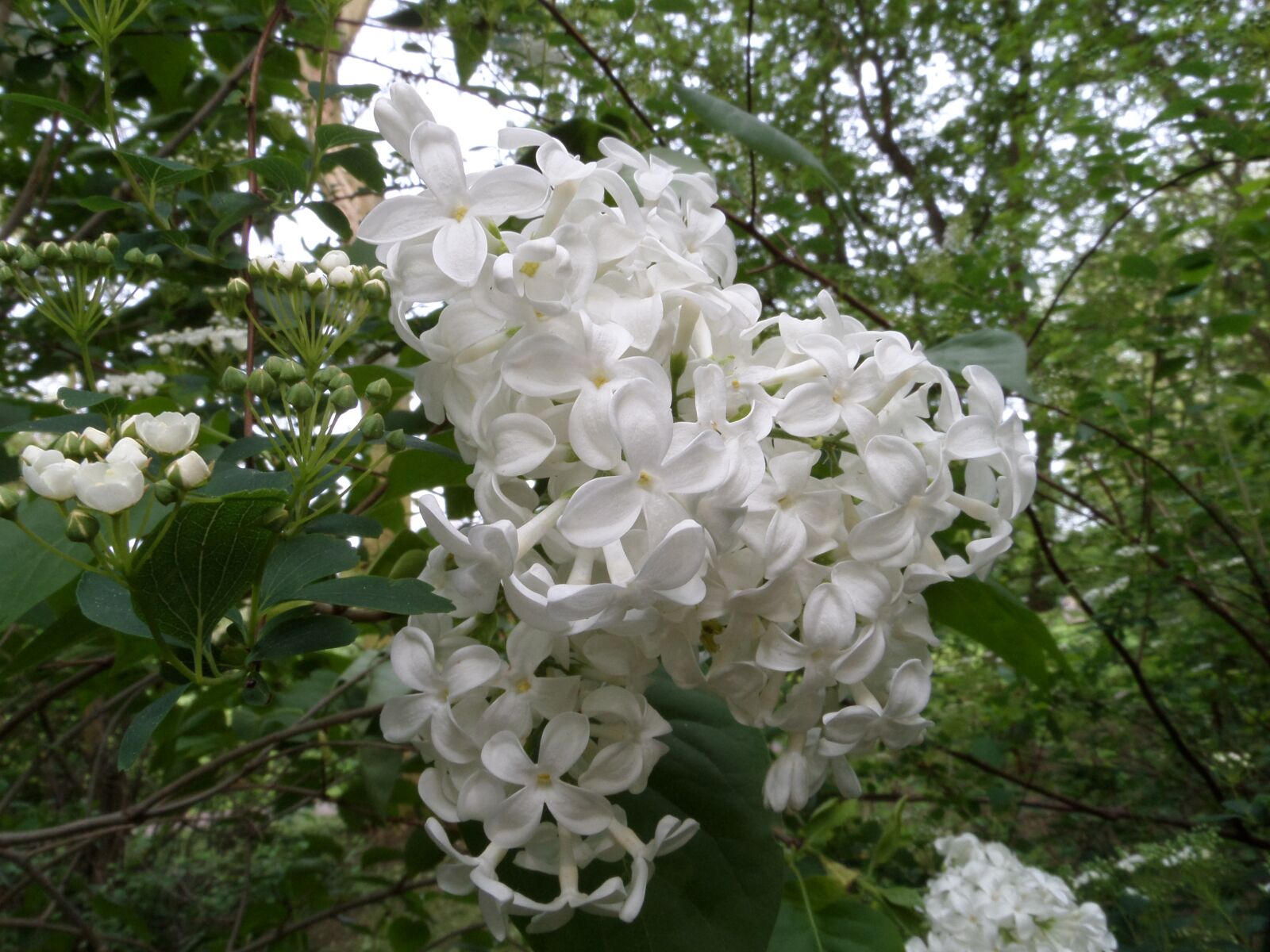 Samsung WB200F/WB201F/WB202F sample photo. Lilac, nature, plant photography