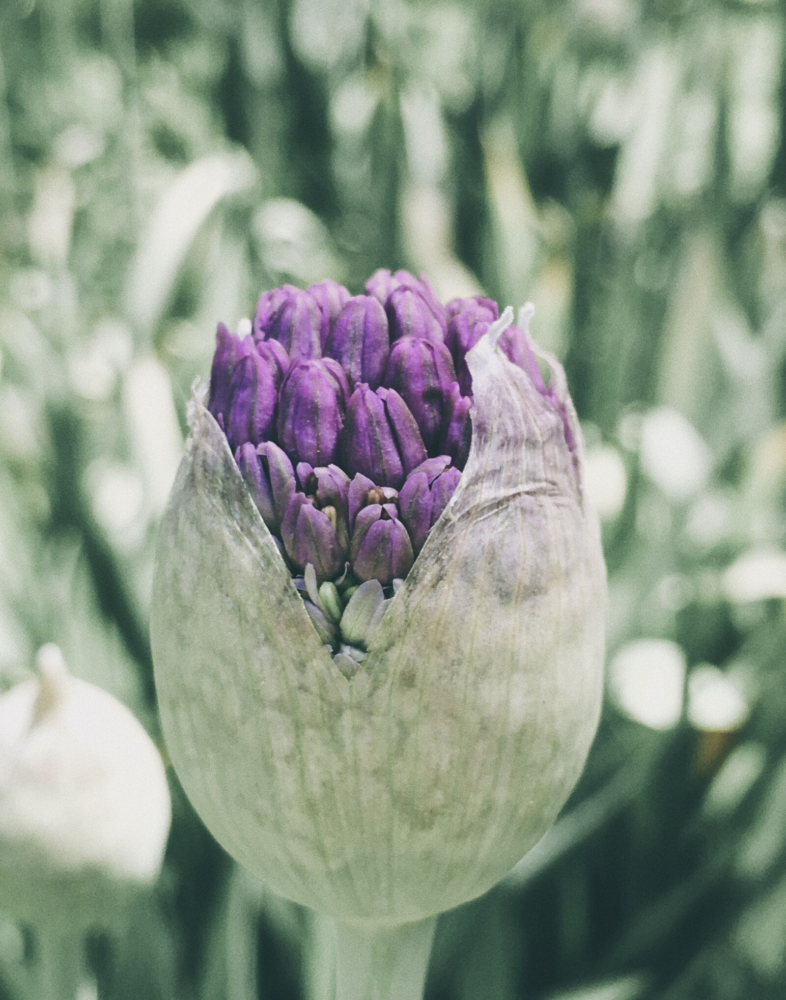 Apple iPhone 6s sample photo. Allium, flower, spring photography