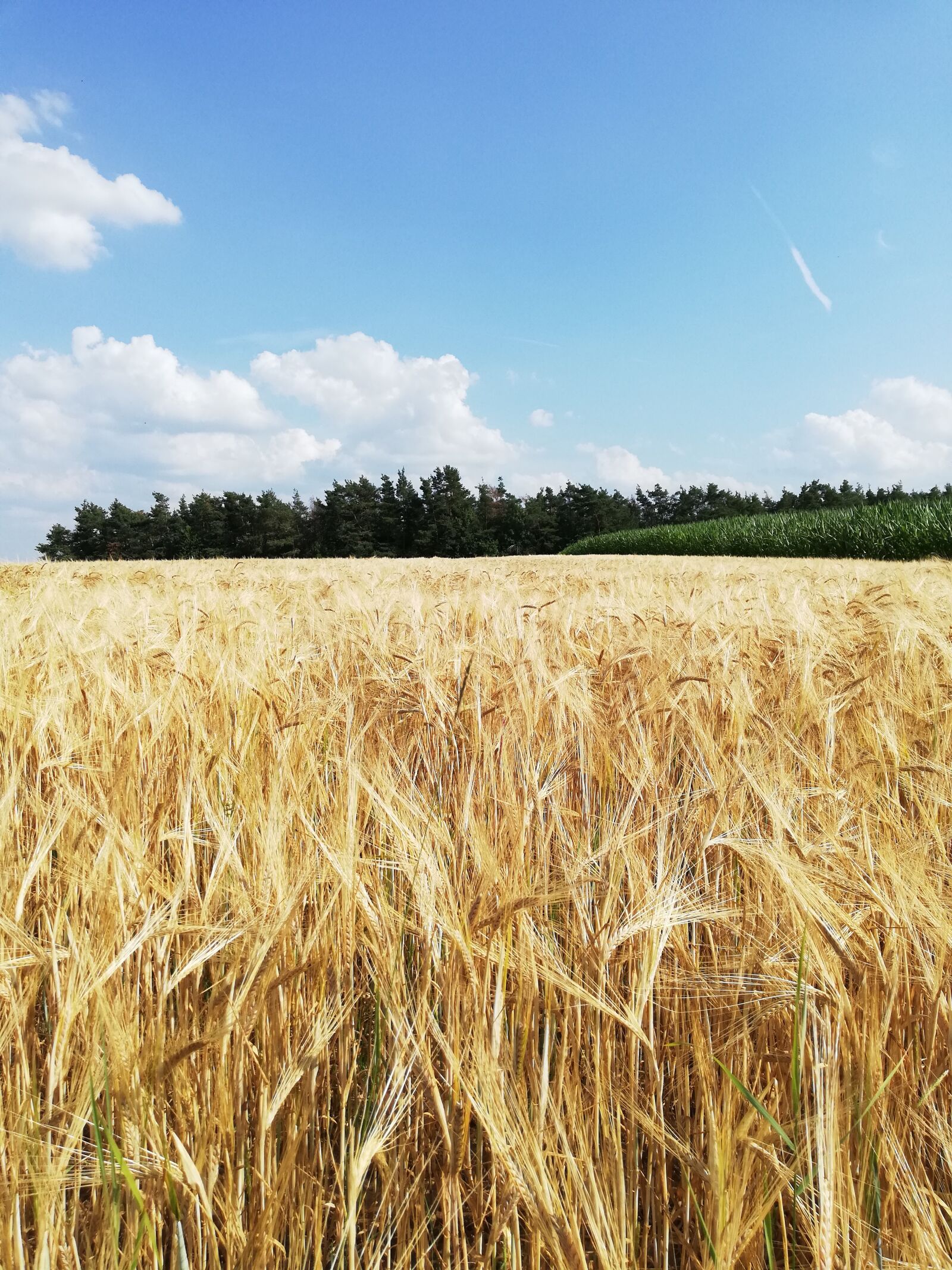 HUAWEI P20 lite sample photo. Cereals, barley, field photography