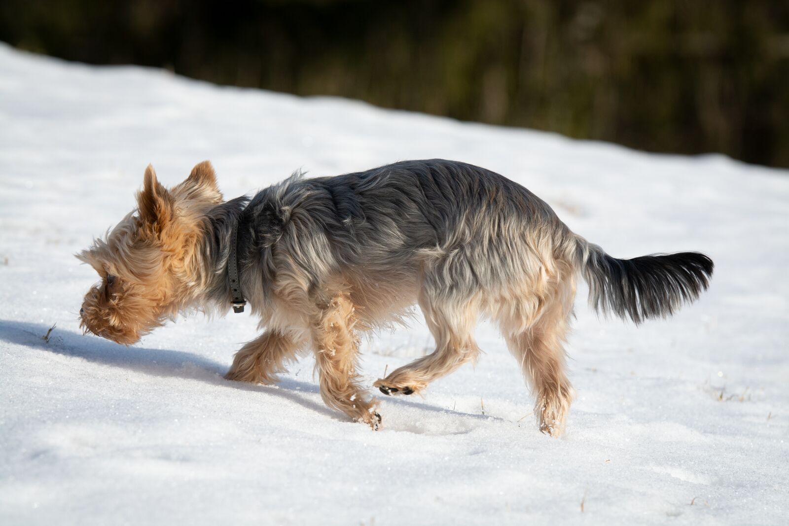 Nikon D7100 sample photo. Dog, winter, snow photography