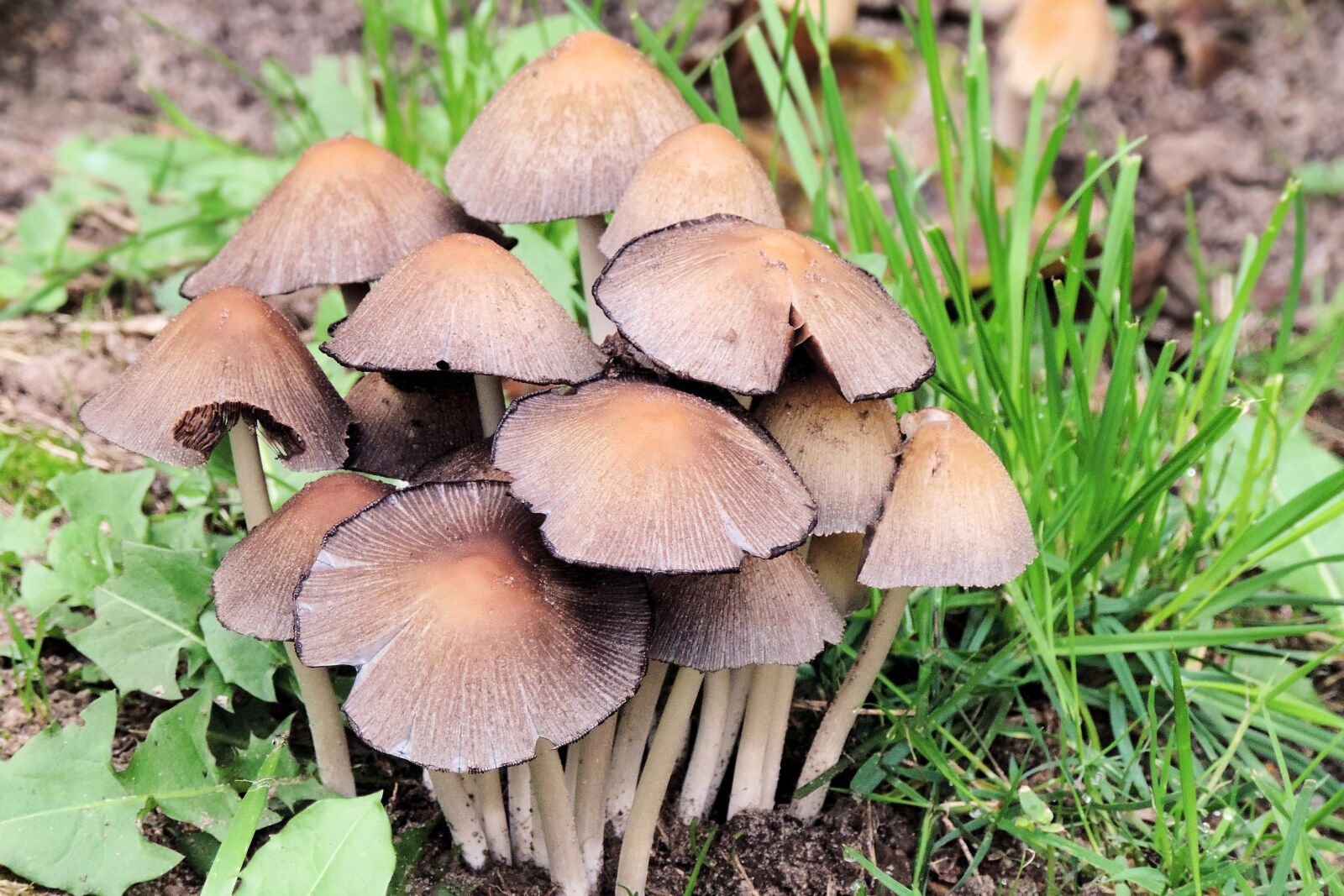 Nikon Coolpix P520 sample photo. Mushrooms, forest, autumn photography